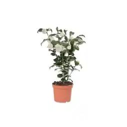 Lidl Kamelie Verschiedene Blütenfarben Lidl Angebot