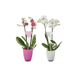 Lidl Orchidee im Glasübertopf mit Stecker versch. Topf- und Blütenfarben Lidl Angebot