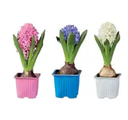 Lidl Hyazinthen Verschiedene Blütenfarben Lidl Angebot