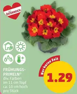 PENNY Frühlings primeln Angebot