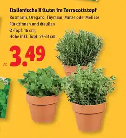 Lidl Italienische Kräuter im Terracottatopf Angebot