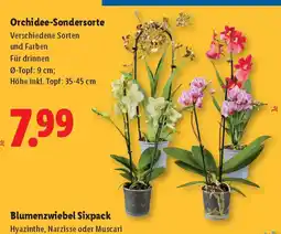 Lidl Orchidee-Sondersorte Angebot