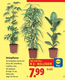 Lidl Grünpflanze Angebot