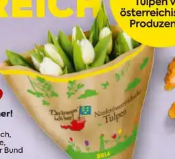 Billa Da komm' ich her Tulpenstrauß Angebot