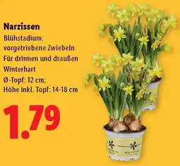 Lidl Narzissen Angebot