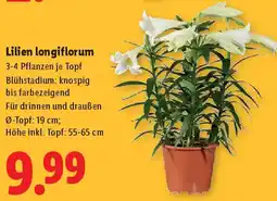Lidl Lilien longiflorum Angebot