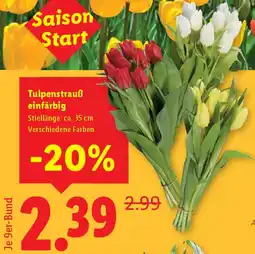 Lidl Tulpenstrauß einfärbig Angebot