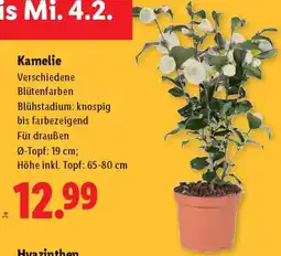 Lidl Kamelie Angebot