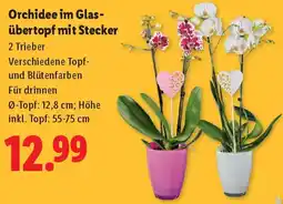 Lidl Orchidee im Glas- übertopf mit Stecker Angebot