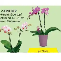 Hofer Orchidee 2-Trieber verschiedenen Blüten- und Topffarben HOFER Angebot