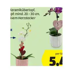Hofer Mini-Orchidee HOFER Angebot