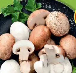 Hofer Hofer Marktplatz Champignons Angebot