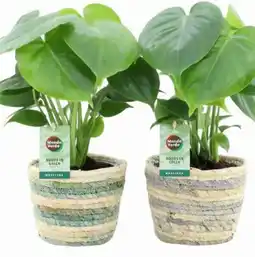 Eurospar Monstera Angebot