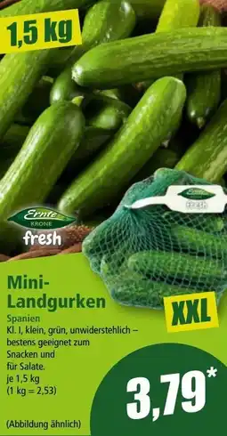 Norma Mini- Landgurken Angebot