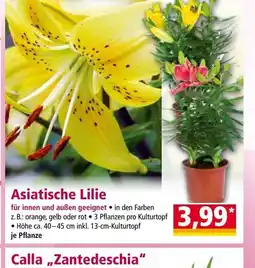Norma Asiatische Lilie Angebot