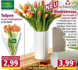 Norma Tulpen Angebot