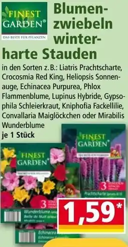 Norma Blumen- Zwiebeln winter- harte Stauden Angebot