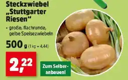 Thomas Philipps Steckzwiebel Stuttgarter Riesen Angebot