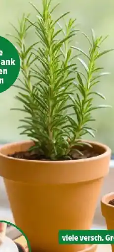 Thomas Philipps Terrakotta Blumenkübel Angebot