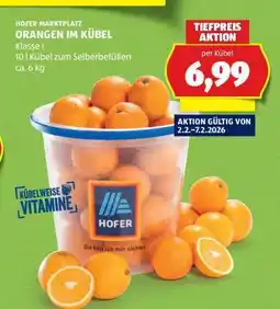 Hofer ORANGEN IM KÜBEL Angebot