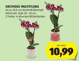 Hofer ORCHIDEE MULTIFLORA Angebot