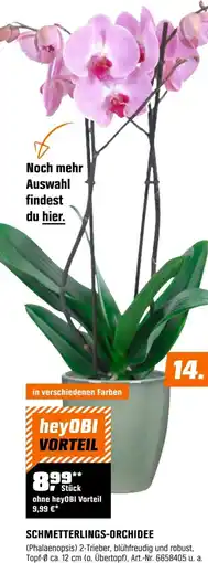 OBI Schmetterlings-orchidee Angebot