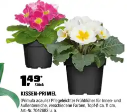 OBI Kissen-primel Angebot