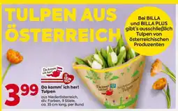 Billa Da komm’ ich her! Tulpen Angebot