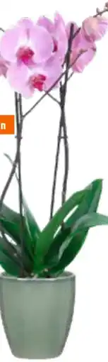 OBI Schmetterlingsorchidee Angebot