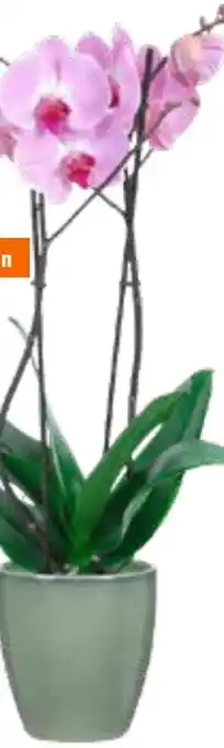 OBI Schmetterlingsorchidee Angebot