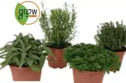OBI Grow by Obi Kräutermischung Italienische Kräuter Angebot