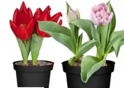 OBI Grow by Obi Tulpen Mix Angebot