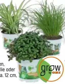 OBI Grow by Obi Vitalfutter Angebot