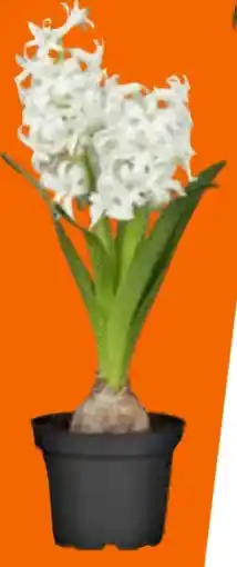 OBI Hyazinthen Angebot