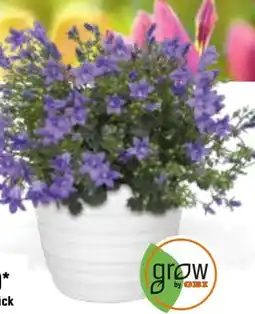 OBI Grow by Obi Glockenblume Get Mee Angebot