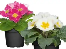 OBI Kissenprimel Angebot