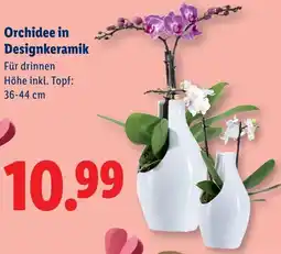 Lidl Orchidee in Designkeramik Angebot