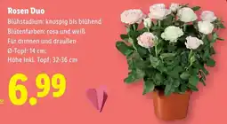 Lidl Rosen Duo Angebot