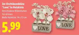 Lidl 2er Orchideenblüte Love in Holzkiste Angebot