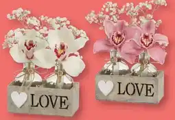 Lidl Orchideenblüte Love Angebot