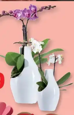 Lidl Orchideen Angebot