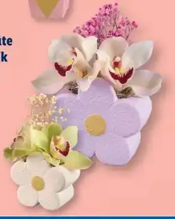 Lidl Orchideenblüte Angebot
