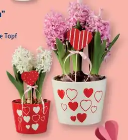 Lidl Hyazinthen Valentin Angebot
