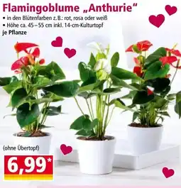 Norma Flamingoblume Anthurie Angebot
