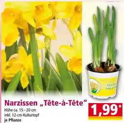 Norma NarzissenTête à tête Angebot