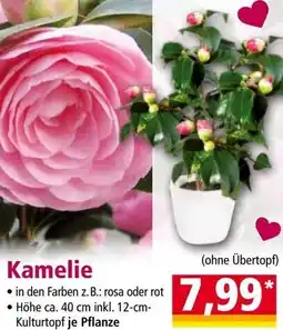 Norma Kamelie Angebot