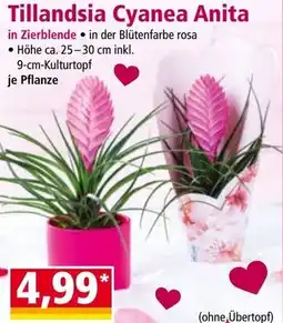 Norma Tillandsia Cyanea Anita Angebot