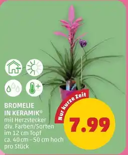 PENNY Bromelie in keramik Angebot