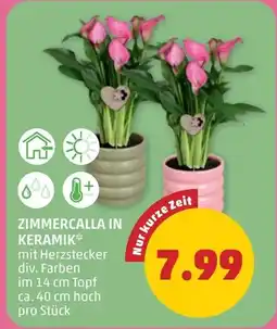 PENNY Zimmercalla in keramik Angebot