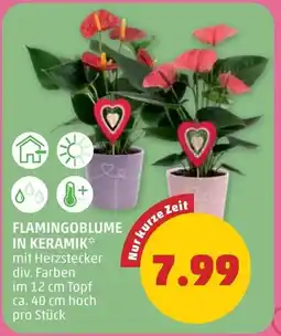 PENNY Flamingoblume in keramik Angebot